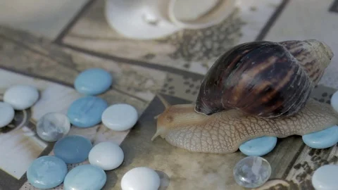 Crawling snail Stock Footage 77252693