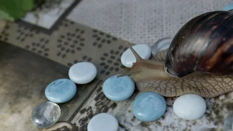 Crawling snail Stock Footage 77266291