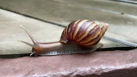 Crawling snail 動画素材 169425708