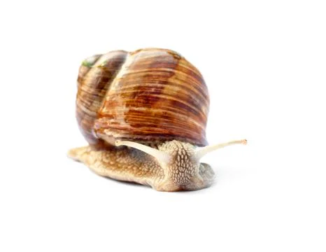 Crawling snail isolated on white background Stock Photos
