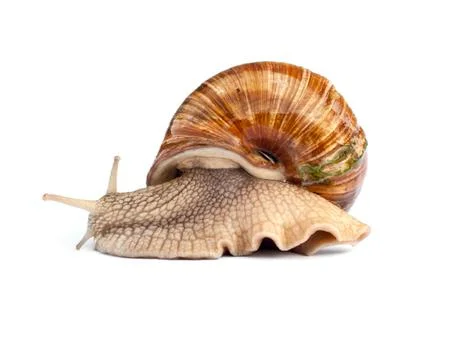 Crawling snail isolated on white background Stock Photos