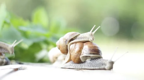 Crawling snail on outdoors Stock Footage 52271292