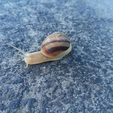 The crawling snail Stock Photos