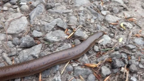 A crawling snake called a slow worm Stock Footage 240590881