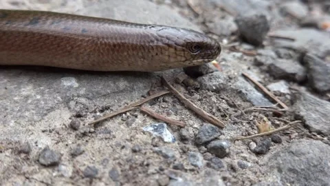 A crawling snake called a slow worm Stock Footage 240590949