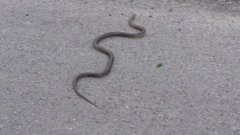A crawling snake called a slow worm Stock Footage 240590995