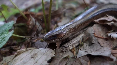 Crawling snake in the forest Stock Footage 107780750