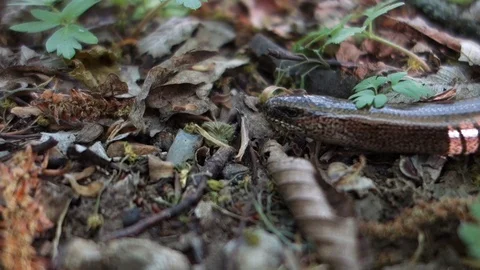 Crawling snake in the forest Stock Footage 107780794