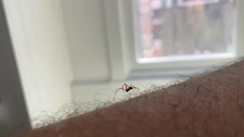 Crawling spider on the arm of a man indoors Video stock 139176341