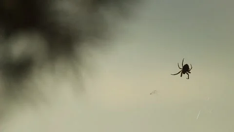 Crawling Spider in a macro shot Stock Footage 234801985