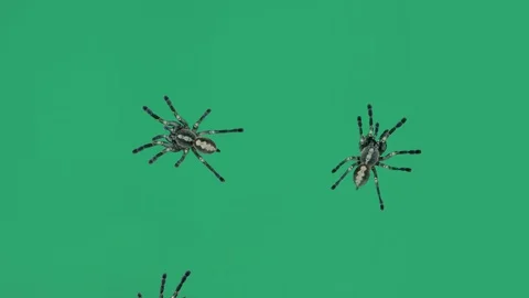 Crawling spiders Vidéo 100806578