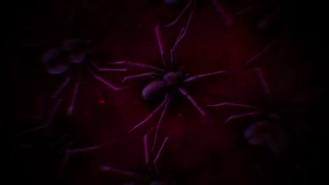 Crawling Spiders Stock Footage 264280543