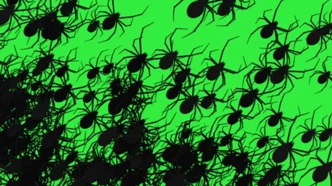 Crawling Spiders Swarm Green Screen Video Overlay Stock Footage 344767527