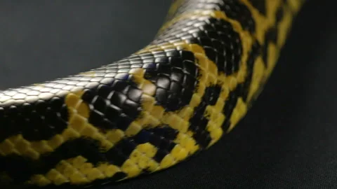 Crawling tail of yellow anaconda Stock Footage 88780747