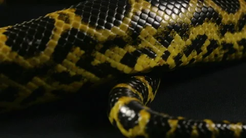 Crawling tail of yellow python Stock Footage 88782481