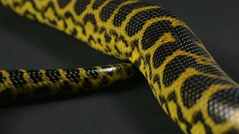 Crawling tail of yellow snake Video stock 88783450
