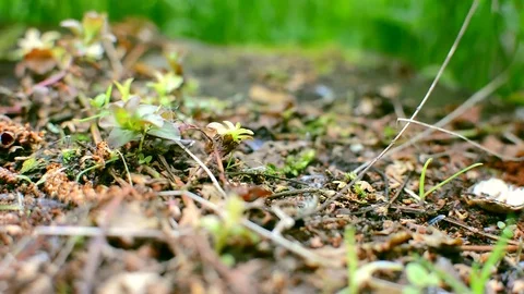 Crawling Termite Seamless loop Stock Footage 75333321