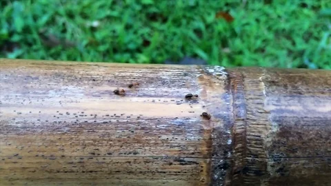 Crawling Termite Seamless loop. Teamwork Concept Видео 82408450