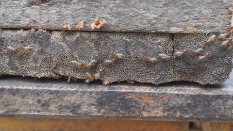 Crawling Termite Seamless loop. Teamwork Concept Stock Footage 110108364