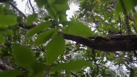 Crawling through dense jungle thickets in a tropical rainforest Video stock 99181127