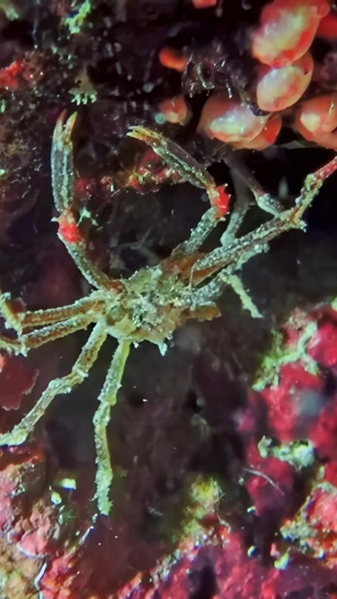Crawling through the reef a cryptic crab in Aqaba Stock Footage 312003557