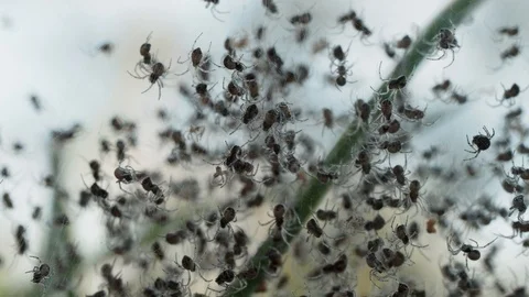 Crawling tiny spider swarm backlit on web. Seamless loop macro Stock Footage 114483758