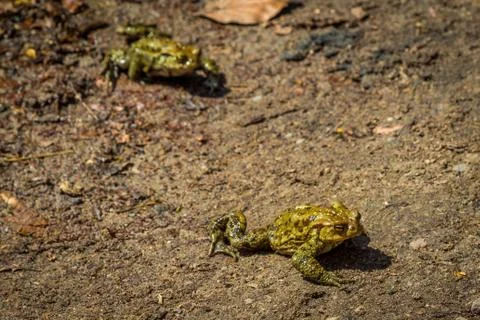 Crawling toads Stock Photos