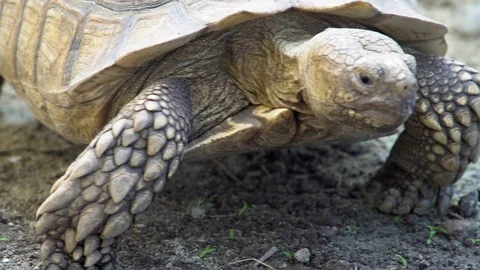 Crawling Tortoise. Close Up Stock Footage 90710684