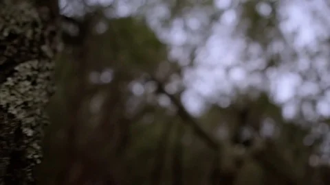 Crawling Up A Tree Stock Footage 70717204