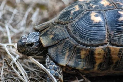 Crawling turtle Stock-Fotos