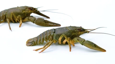 Crawling two river crawfish. isolated on white background Stock Footage 92251519