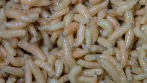 Crawling white maggots, macro Video stock 91296840