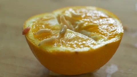 Crawling Worms on Orange Fruit Stock Footage 90179538