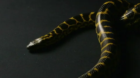 Crawling yellow anaconda Stock Footage 88774663