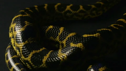 Crawling yellow anaconda in shadow Stock Footage 88777416