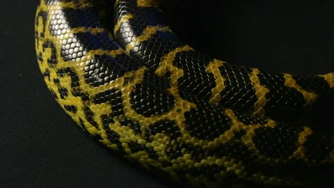 Crawling yellow anaconda in studio Stock Footage 88776648