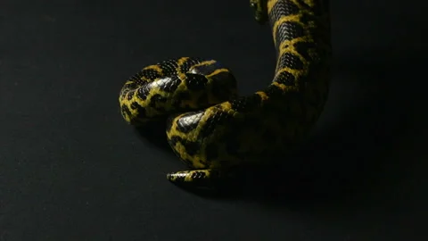 Crawling yellow python Video stock 88776413