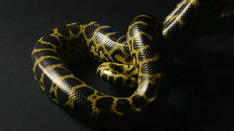 Crawling yellow snake Stock Footage 88775980