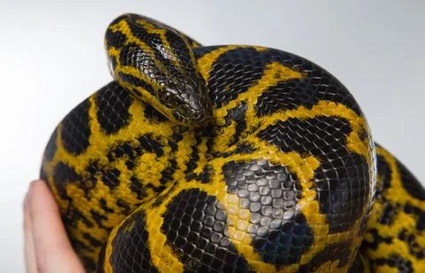 Crawling yellow snake Stock Photos
