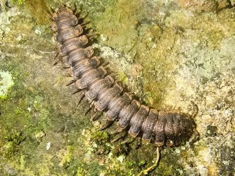 Crawls on the moss centipede. centipede is predatory insect. Stock Photos