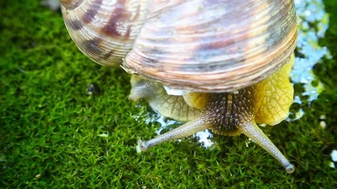 Crawls on Moss snail Stock Footage 72335127