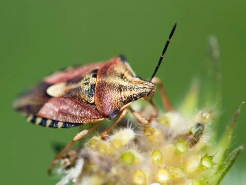 Crawly sloe bug (dolycoris baccarum) Stock Photos