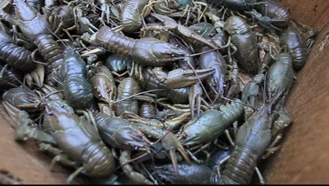 Cray Fish Video stock 7905008