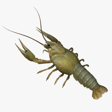 3D Model: Crayfish ~ Buy Now #90607323