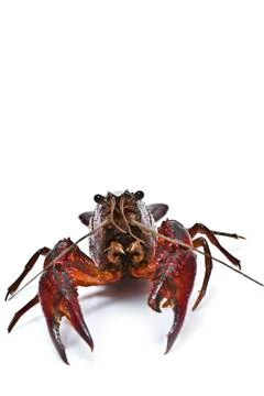 Crayfish and a copy space. Stock Photos