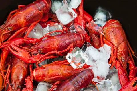 Crayfish and ice 스톡 사진
