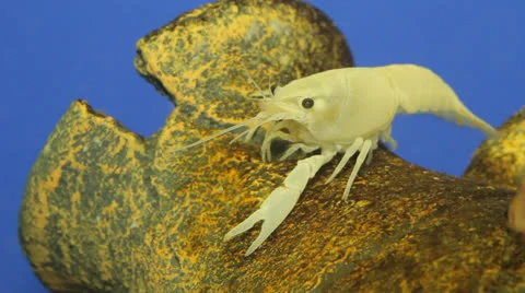 Crayfish in aquarium Stock Footage 23227377