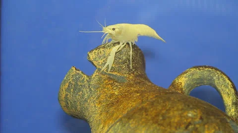 Crayfish in aquarium Stock Footage 23227378