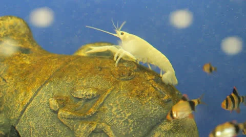 Crayfish in aquarium Stock Footage 23227379