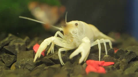 Crayfish in aquarium Stock Footage 23227381
